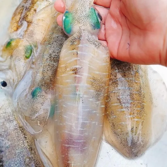 Mực lá mi nơ