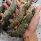 Tôm sú thiên nhiên (20 con/kg)