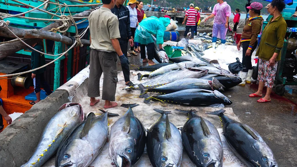 cá ngừ đại dương nguyên con